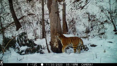 Амурский тигр на охоте» — создано в Шедевруме