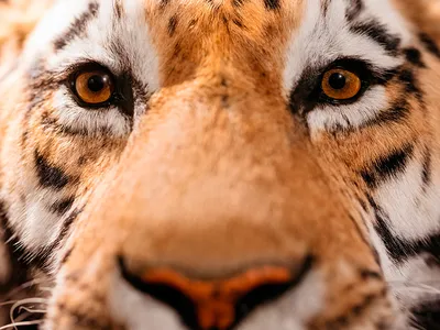 Фотограф сделал серию снимков охоты тигров на птицу