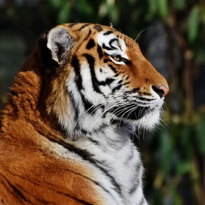 Статуэтка Тигр на охоте 28*14*8 см (ID#1586390567), цена: 781 ₴, купить на  Prom.ua