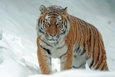 Сибирский Тигр На Охоте — стоковые фотографии и другие картинки Без людей -  Без людей, Вымирающие виды, Германия - iStock