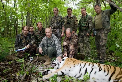 Охотник обвинил амурского тигра в несуществующем нападении - Новости РГО