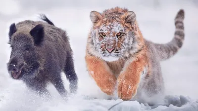 Об охоте на тигров в Хабаровском крае сняли фильм – Военно-охотничье  общество