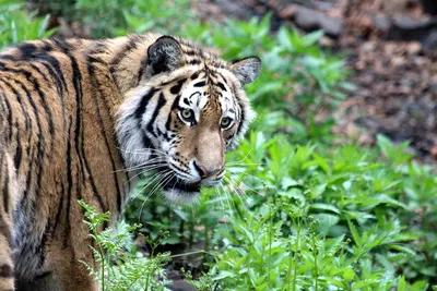 Охотники не нашли ни единого следа тигра в Артеме - PrimaMedia.ru