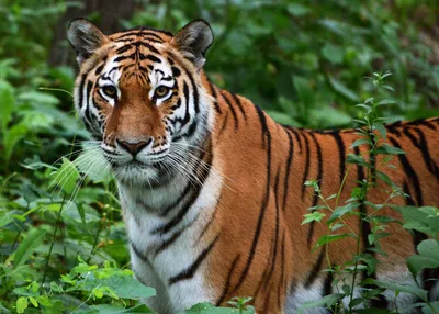 В Хабаровском крае тигр насмерть загрыз охотника - Набат. Независимая  социалистическая интернет-газета