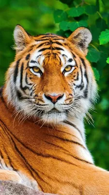 Фото тигра на телефон фото