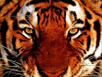 Фото тигра, смотрящего в камеру - обои на телефон