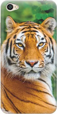 Знаменитого тигра Грома впервые сфотографировали на телефон — АМУР.Инфо