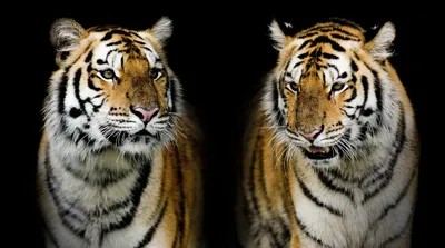Тигр на заставку телефона - 71 фото