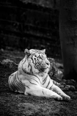 Скачать фото тигра на телефон - бесплатно