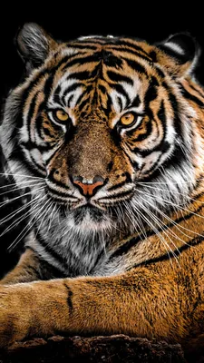 Фон для телефона тигр - фото и картинки abrakadabra.fun