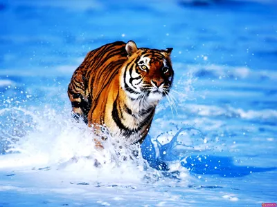 25+ Снежный Тигр обои на телефон от nkulakov
