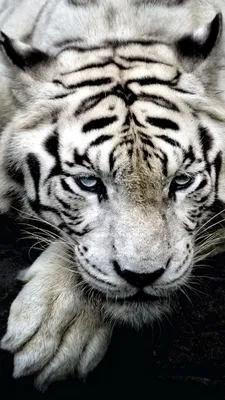 White Tiger Wildlife 4K Ultra HD Mobile Wallpaper | Wild animal wallpaper,  Pet tiger, Animals beautiful
