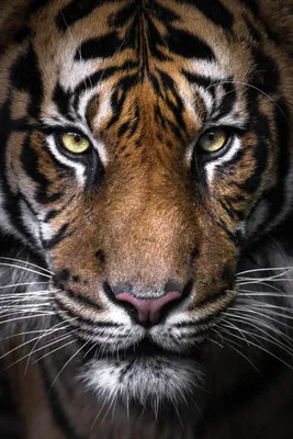 Фото тигра на заставку фото