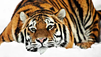 Картинки Тигра Зимой На Заставку - 64 фото