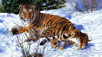 Обои на телефон Тигр, скачать HD картинки тигры | Zamanilka