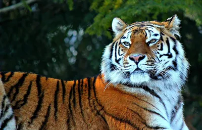 Тигра в хорошем качестве - картинки и фото koshka.top