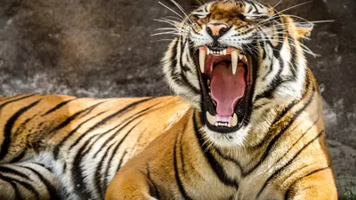 Грациозный тигр в дикой природе - обои на рабочий стол