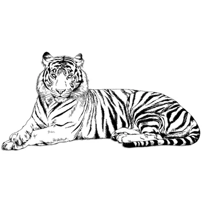 Фотообои Рисунок тигра акварелю купить в Оренбурге, Арт. 17-4365 в  интернет-магазине, цены в Мастерфресок