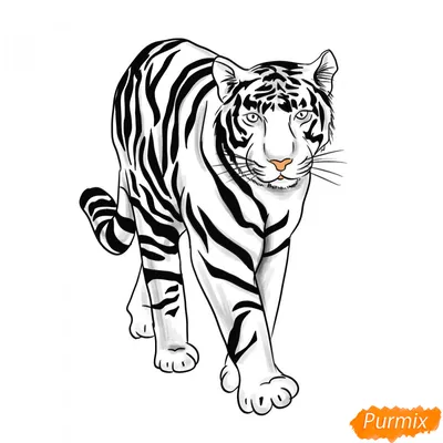 акварель рисовать тигра PNG , тигр, акварель, рисунок тигра PNG картинки и  пнг PSD рисунок для бесплатной загрузки