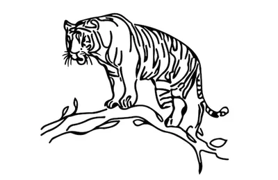 Бенгальский тигр - razukrashki.com | Лев эскиз, Раскраски, Рисовать
