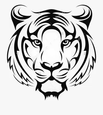 Как нарисовать белого тигра поэтапно 4 урока