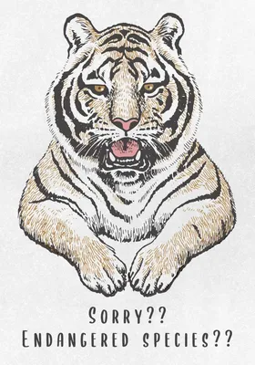Детский рисунок тигр (27 фото) » Рисунки для срисовки и не только
