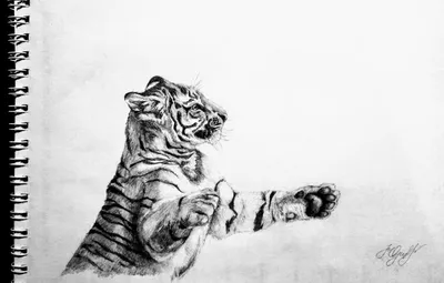 рисунок милый тигр год тигра каракули PNG , рисунок тигра, рисунок уха, тигр  PNG картинки и пнг PSD рисунок для бесплатной загрузки