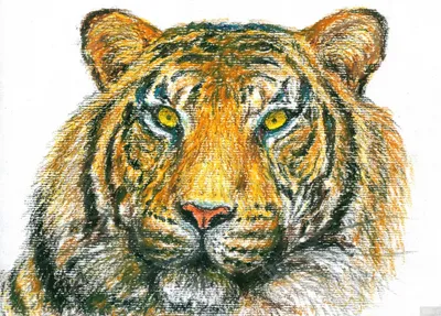 Акварельный рисунок тигра в лесу | Премиум векторы
