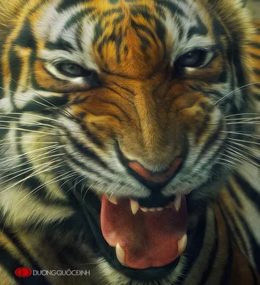 High Resolution | Animal Pictures | Tiger, Tiger face, Tiger pictures