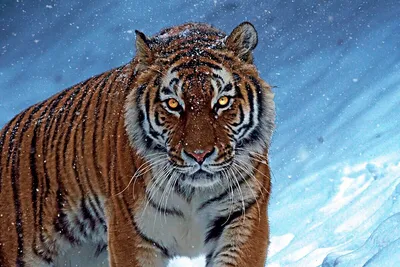 Фото тигра зимой 67 фото