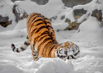 Обои на рабочий стол Амурский тигр идет зимой под падающим снегом, фотограф  Олег Богданов, обои для рабочего стола, скачать обои, обои бесплатно