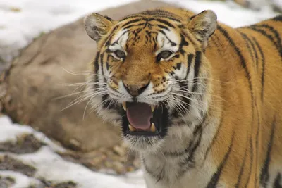 Минэкологии Якутии опровергло информацию о поимке тигра в Алданском районе  - Информационный портал Yk24/Як24
