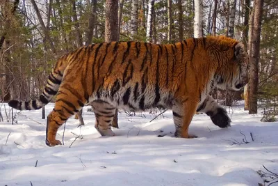 Почему тигр нападает: эксперты подвели итоги \"конфликтного\" 2022 года -  Nakhodka.Media