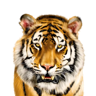 Тигр леопарду товарищ: получены новые данные о численности хищников на  юго-западе Приморья - Новости РГО