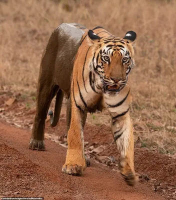Портрет в лесу тигра стоковое изображение. изображение насчитывающей  красивейшее - 174774821