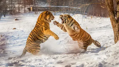 В Крыму разыскивают краснокнижного амурского тигра