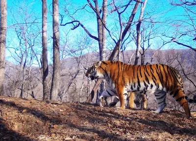 Мониторинг амурского тигра на территории национального парка «Зов тигра»  начат — ФГБУ «Объединенная дирекция Лазовского заповедника и наионального  парка «Зов тигра»