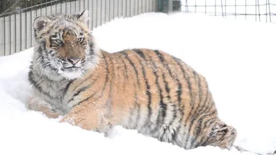 Наступает 2022 год – год Тигра: что говорят о тиграх в Японии? | Nippon.com