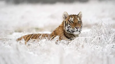 Происхождение и история Амурского тигра | ANIMAL HABITAT | Дзен