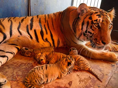 Мимишные фото белых тигрят и их мамы Фифы опубликовал зоопарк Барнаула |  ОБЩЕСТВО | АиФ Барнаул
