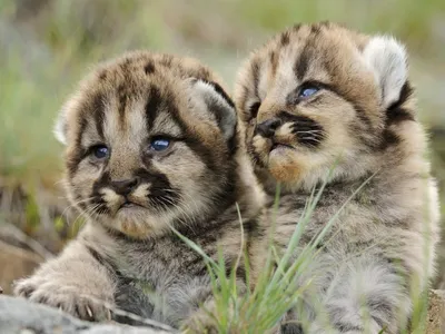 В Новосибирском зоопарке родилось 25 тигрят | Хорошие Новости | Дзен
