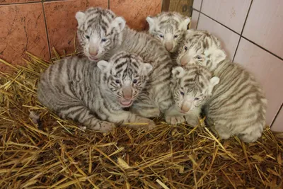 Первые шаги: как белые тигренки впервые увидели мир — Фото