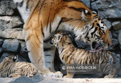 Правда ли, что популярная фотография изображает тигрицу, «усыновившую»  поросят вместо умерших тигрят? - Проверено.Медиа
