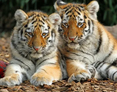 В Клайпедском зоопарке тигрица привела 5 белых тигрят - Delfi RU
