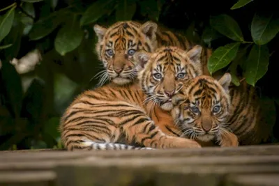 Полосатые малыши: впервые в парке Владивостока появились на свет тигрята -  EAOMedia.ru