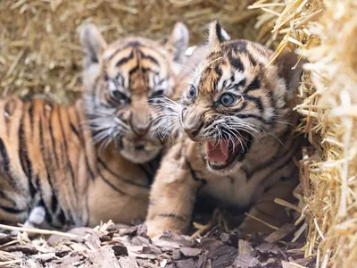 фото) В Кишиневском зоопарке показали первые фото недавно родившихся тигрят  - #diez на русском