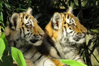В Большереченском зоопарке родились трое амурских тигрят - ГТРК Иртыш