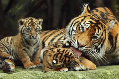 Реалистичное фото амурских тигрят в …» — создано в Шедевруме