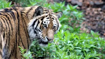 Посетителям Ленинградского зоопарка показали тигрят из Мариуполя :: Новости  :: ТВ Центр