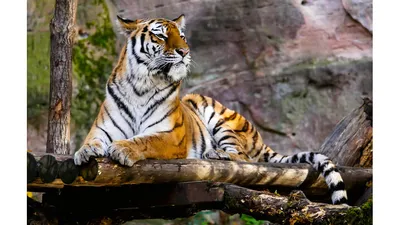 Останки двух тигрят нашли в лесу в Хабаровском крае - AmurMedia.ru
